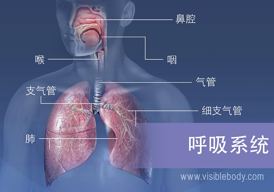 呼吸系统的主要结构包括鼻腔、咽、喉、气管、支气管、肺和细支气管